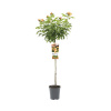Ruže záhonová výška kmeňa 60 cm FloraSelf Rosa x hybrid 'Hansestadt Rostock' kvetináč 6,5 l