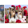Norimpex - Puzzle Diamantový obraz: Psy medzi ružami 30x40cm - 1-39 dielov