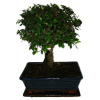 Zelkova 390 - izbové bonsaje