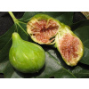 Figovník (Ficus carica) DOTTATO