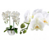Orchidea Umelá orchidea orchidea kvetina 65 cm (Orchidea Umelá orchidea orchidea kvetina 65 cm)