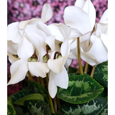 Cyklamén perzský Halios Pure White F1 - Cyclamen persicum - semená cyklámen - 6 ks
