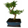 Zelkova 391 - izbové bonsaje