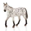 Mojo Appaloosa žrebec