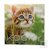 Kočky 2026 - nástěnný ka…