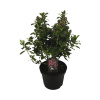Eskalónia FloraSelf Escallonia ‘Pink Elle‘ 20-20 cm kvetináče 2 l