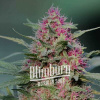 Blimburn Seeds Feminizované semená kanabisu Pink Rozay 3 pcs