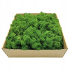Dekoratívny mach v kartóne s rozlohou 500 g 30 x 30 cm (Alpine Scratch 500G Alpine Moss)