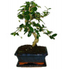 Izbová bonsaj Carmona microphylla - čaj fuki 392
