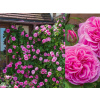 Ruža popínavá Gertrude Jekyll 140-200 cm - David Austin, kont. 5 l