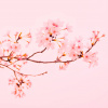 Ekokoza Cherry blossom, 10 ml