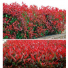 Photinia Carré Rouge-červienka na živý plot