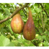 Figovník (Ficus carica) LONGUE D'AOÛT