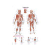 Akupunktúrne body - výučbová tabuľa