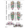 Mapa - Reflexologie nohy - Radomír Růžička