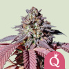 Royal Queen Seeds Feminizované semená kanabisu Purple Queen 1 pcs