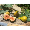 Figovník - Ficus carica 'Letenyei sárga óriás'