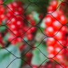 Nature Sieťka proti vtákom Primo 10x10 m, čierna 6030407 - 100231-62372