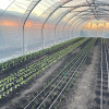 Fóliovník RÖMI® PROFILINE 5,3 x 6m