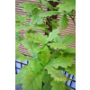 Oak vakcinované trpaslíky, mini mini ďalší (Oak vakcinované trpaslíky, mini mini ďalší)