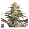 Super Sativa Seed Club Black Lebanon neobsahuje THC nan