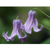 Plamienok 'Crispa Angel'