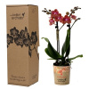 Orchidea Phalaenopsis multi kolibri oranžová v darčekovom balení 9x40 cm