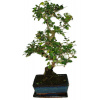 Izbová bonsai - Sagerethia thea 395