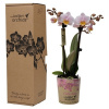 Orchidea Phalaenopsis multi kolibri ružová v darčekovom balení 9x40 cm