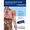 Anatomy Flash Cards, Latin Nomenclature - Anne M Gilroy, Markus Voll (ilustrátor), Karl H. Wesker (ilustrátor)
