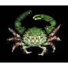 Mithraculus sculptus
