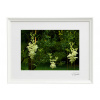 Atelier - Petr Vydra Umelecká fotografia Krajina - Elfí les (biely rám), Velikost a varianta fotografií Černý rám 30 x 40 cm ( pasparta 21x 30 cm )