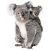 Plyšová nálepka na stenu medvedík koala 79x105cm (Plyšová nálepka na stenu medvedík koala 79x105cm)