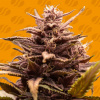 Original Sensible Seeds - Blackwater 10 ks - Semená neobsahujú THC