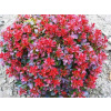 Barberry Thunberg Bagatelle Burgundsko Miniature C2 (Barberry Thunberg Bagatelle Burgundsko Miniature C2)