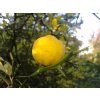 Citrónovníkovec trojlistý - Poncirus trifoliata (vonku rastúci citrus + vhodný aj na živý plot)
