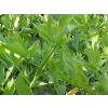 Ligurček lekársky - Vegeta (Levisticum officinale)