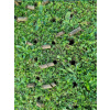 Prevzdušňovač Strend Pro Garden, rúrkový, 4 hrotý, 30x102 cm