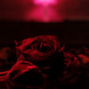 Paper Kites - Roses / Vinyl / 2LP / Coloured [2 LP]