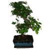 Izbová bonsai - Sagerethia thea 399
