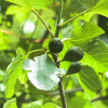 Figovník obyčajný 10l Ficus carica