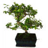Izbová bonsai - Sagerethia thea 400