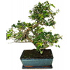 Izbová bonsai - Sagerethia thea 401
