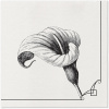 Obrúsky PAW AIRLAID 40x40 cm - Memory flower