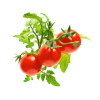 Click and Grow náplň pre smart kvetináče a farmy - Mini paradajky 3ks v balení