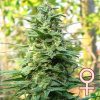 KC Brains Seeds - Leda Uno 5 ks - Semená neobsahujú THC