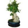 Izbová bonsaj Carmona microphylla - čaj fuki 405