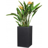 Scheurich Kvetináč C-Cube High - Stony Black - V 54