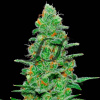 Samsara - Crazy Miss Hyde Auto 3 ks - semená neobsahujú THC