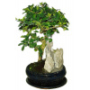 Izbová bonsaj Carmona microphylla - čaj fuki 406